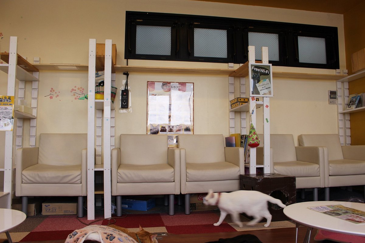 ☕ 네코마루 카페 우에노점 (猫まるカフェ 上野店) 이미지 1